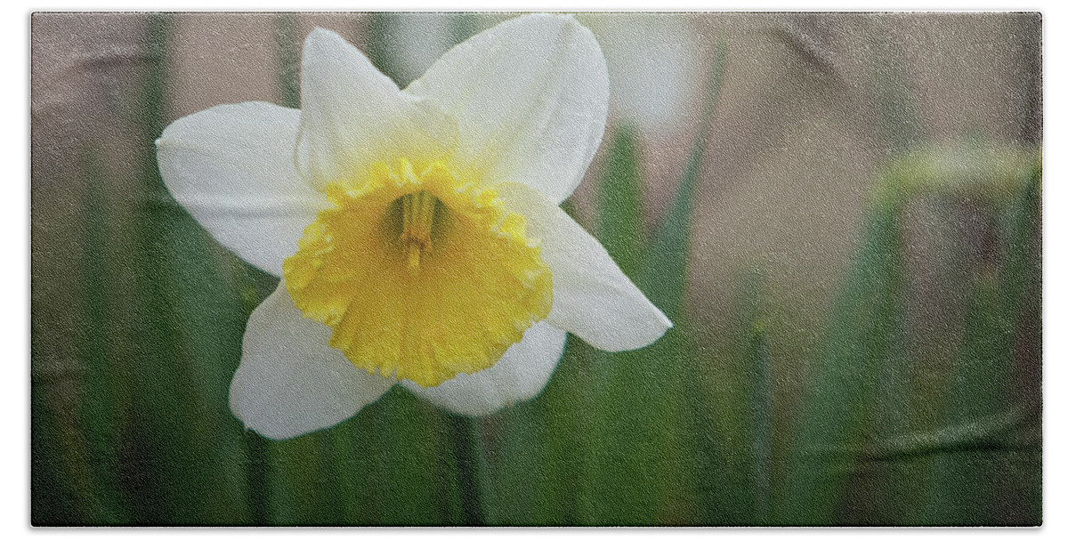 Daffodil Beach Towel featuring the photograph Daffodil_5985 by Rocco Leone