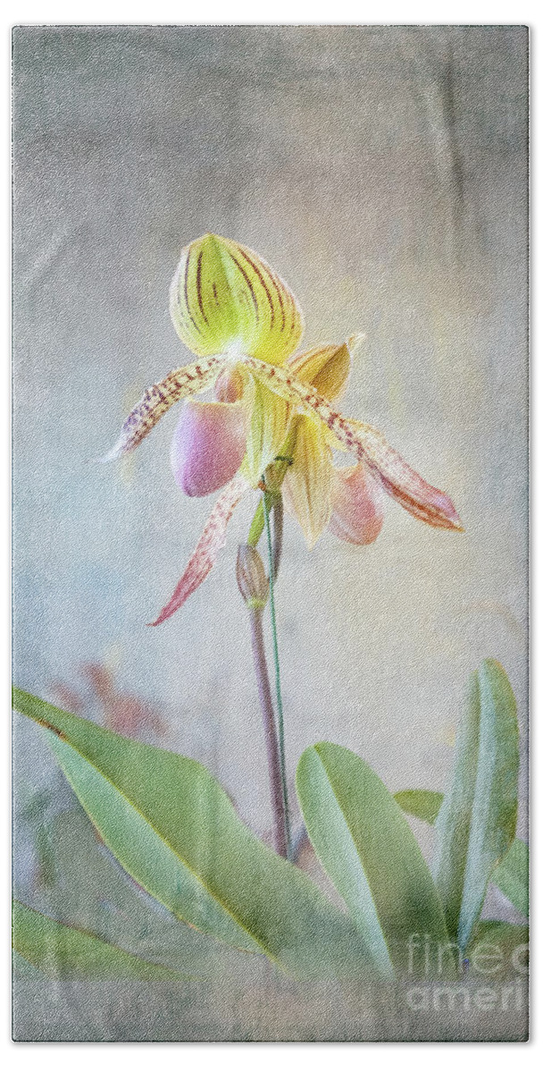 2023 Orchids Beach Towel featuring the photograph Dainty Ladyslipper by Marilyn Cornwell