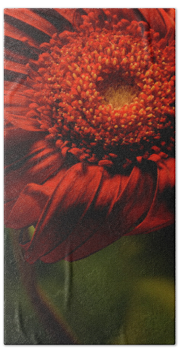Flower Beach Towel featuring the photograph Daisy 9783 by Julie Powell