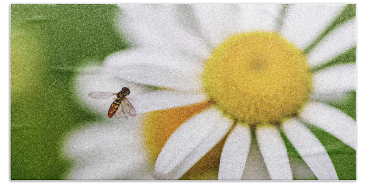 Flowers Beach Towel featuring the photograph Daisy Flower - Macro Photography by Amelia Pearn