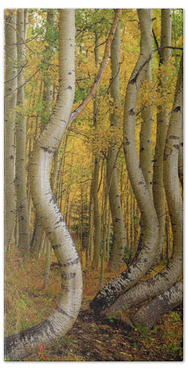 Colorado Beach Towel featuring the photograph Dancing Aspens by David Downs