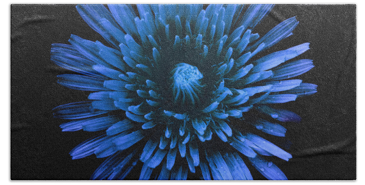 Art Beach Towel featuring the photograph Dandelion Blue by Joan Han