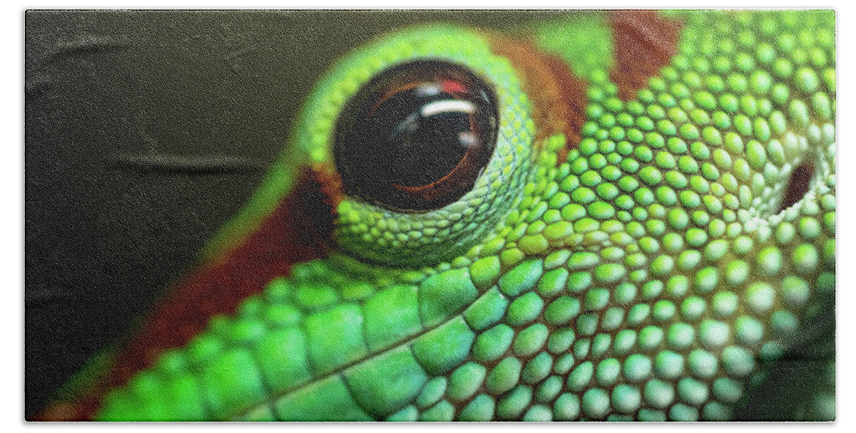 Day Gecko Beach Towel featuring the photograph Day Gecko Macro by Wesley Aston
