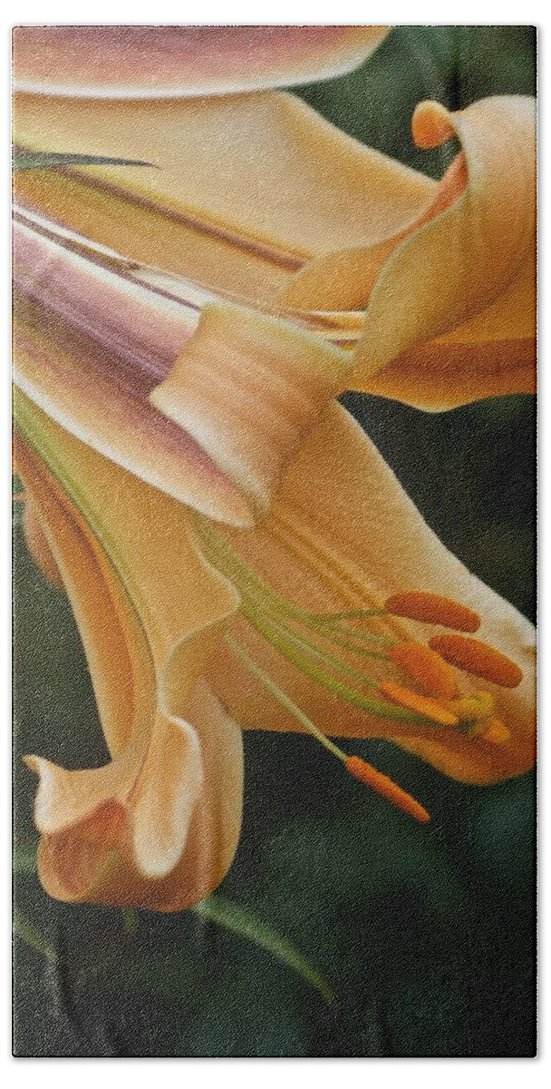Flower Beach Towel featuring the photograph Day Lily Close Up by Richard Cummings