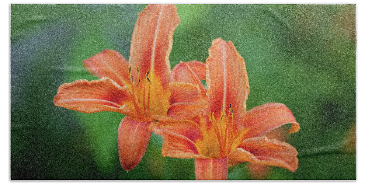 Day-lily Beach Towel featuring the photograph Daylily_6609 by Rocco Leone