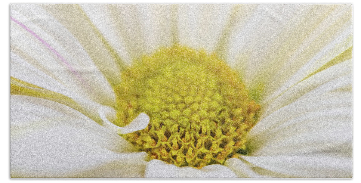 Flowers Beach Towel featuring the photograph Daisy - Macro Flower Photography by Amelia Pearn