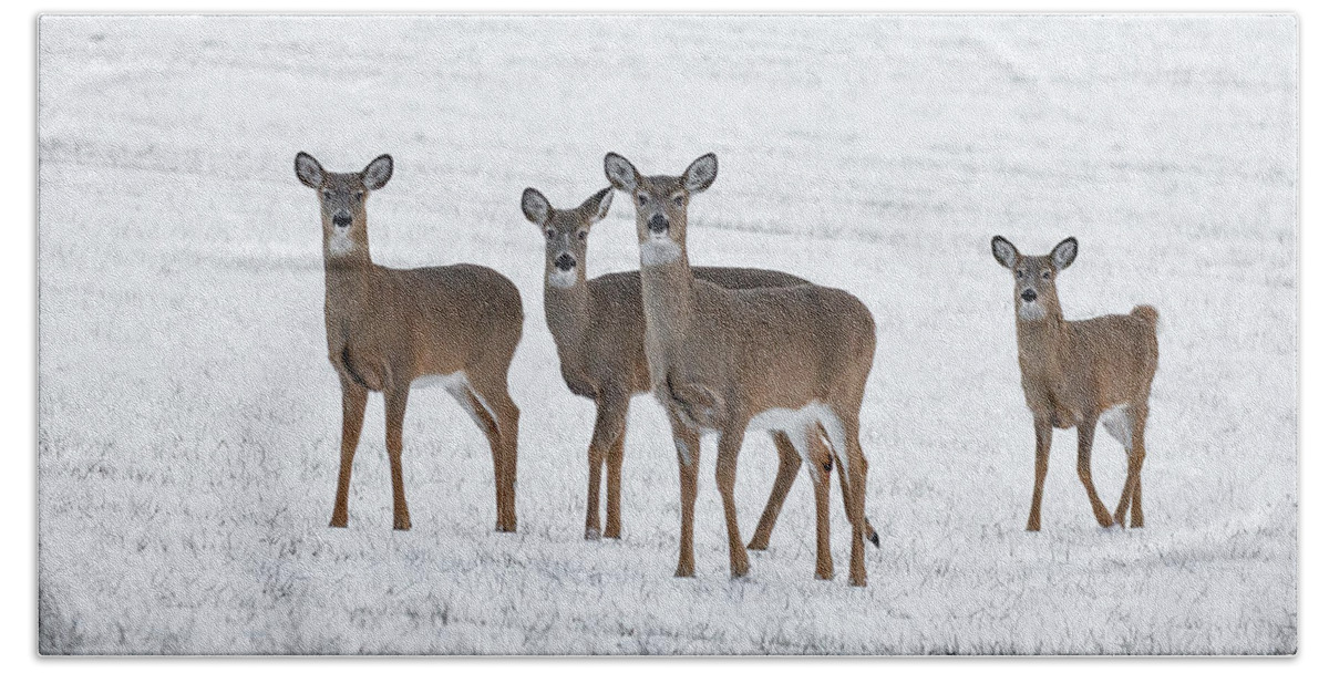 Deer Beach Towel featuring the photograph Deer in Fresh Snow by Denise Kopko