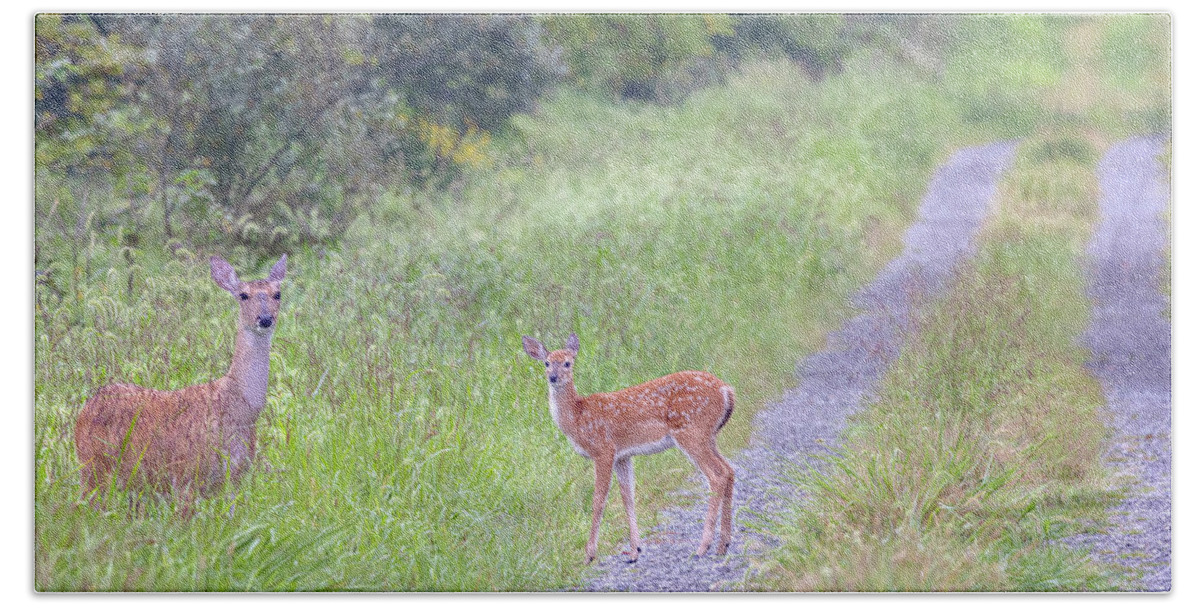 Whitetail Deer Beach Towel featuring the photograph Deer on a Country Lane by Susan Rissi Tregoning