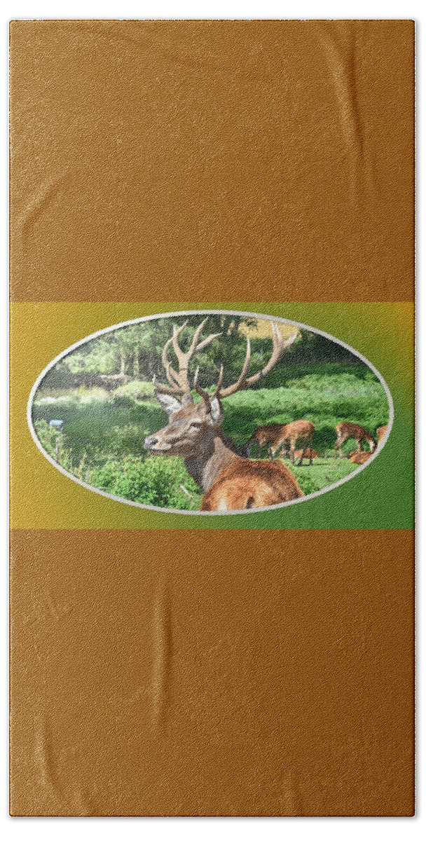 Deer Beach Towel featuring the photograph Deer with Antlers by Nancy Ayanna Wyatt