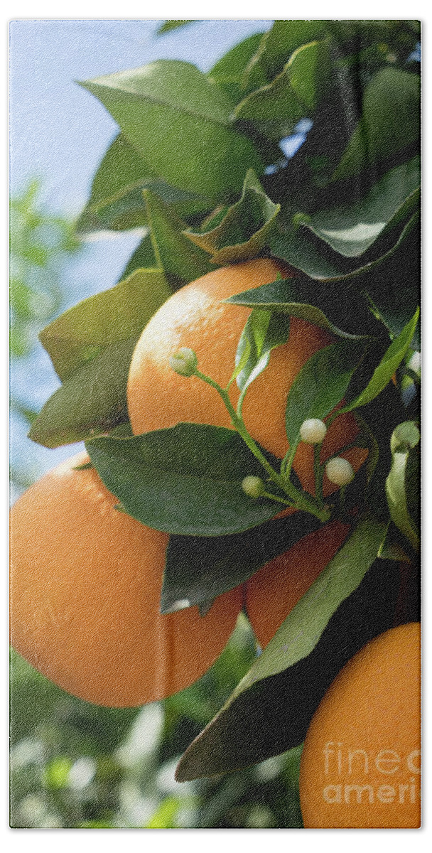 Orange Blossom Beach Towel featuring the photograph Delicious oranges and white buds, orange blossom in Spain by Adriana Mueller