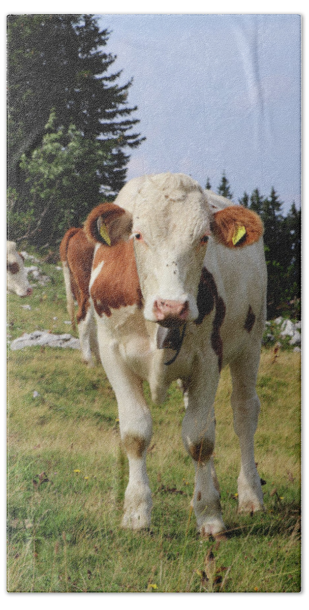 Hochkar Beach Towel featuring the photograph Detail on Pinzgauer cattle cow on meadows in the Austrian Alps. beautiful brown and white organizes the freshest grass without harmful substances. Hochkar mountain, Austria by Vaclav Sonnek