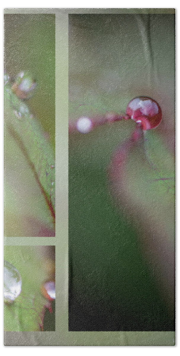 Macro Beach Towel featuring the photograph Dew on rose leaf by Karen Rispin