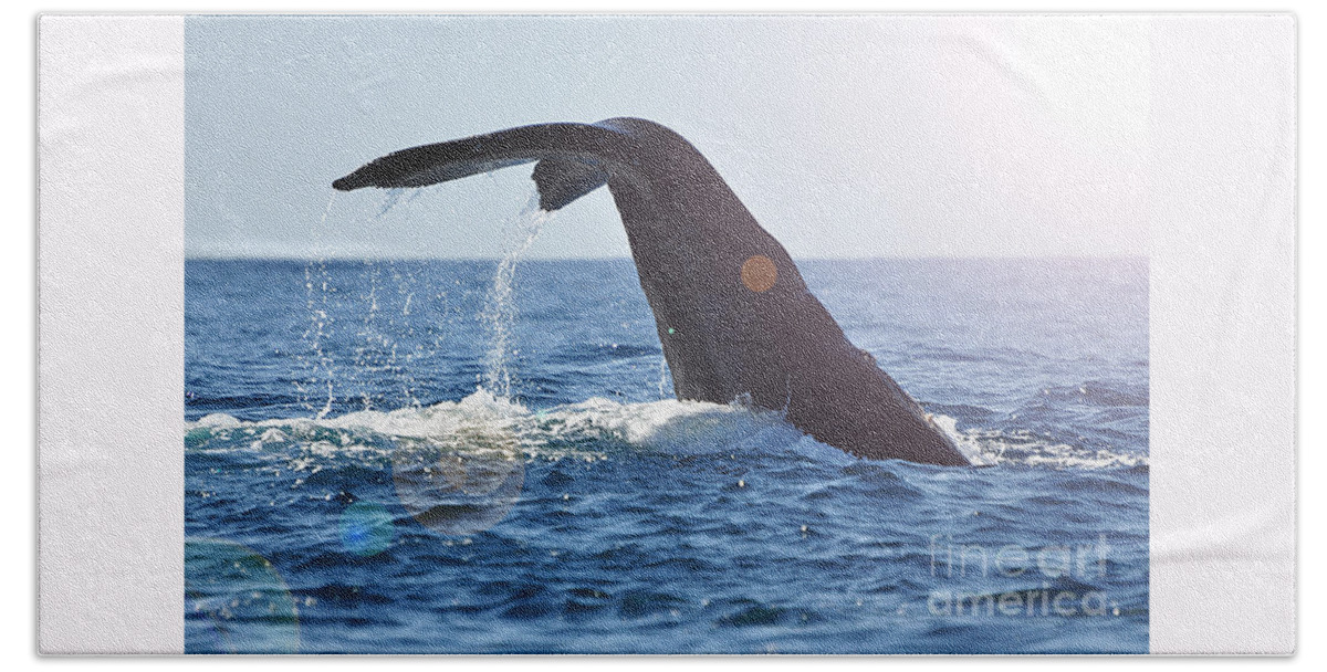Tail Beach Towel featuring the photograph Diving down by Ed Stokes