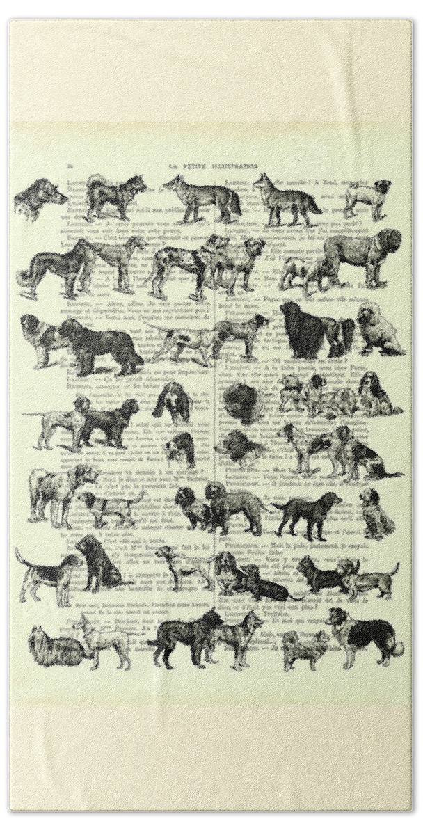 Dog Beach Towel featuring the digital art Dog breeds on antique French book page by Madame Memento