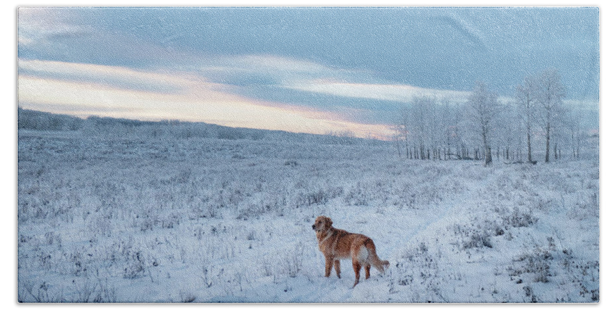 Dog Beach Towel featuring the photograph Dog in an Alberta winter pasture by Karen Rispin