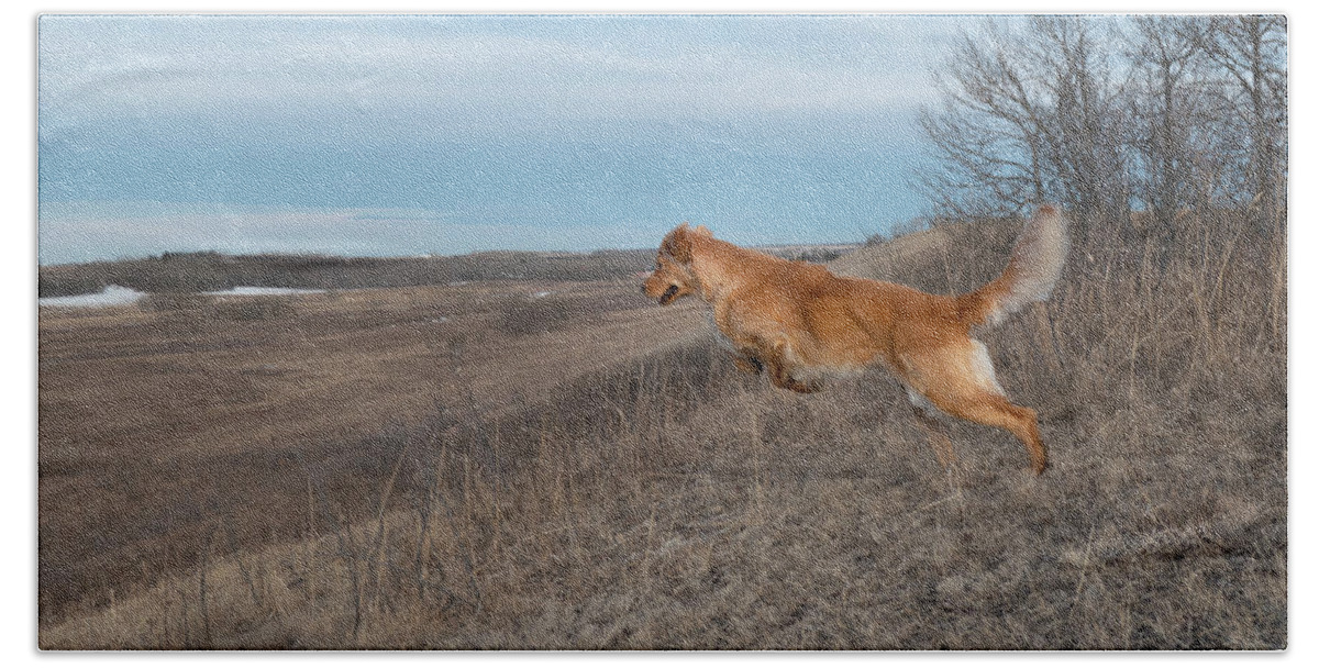 Leap Beach Towel featuring the photograph Dog Leaping Down A Hill by Karen Rispin