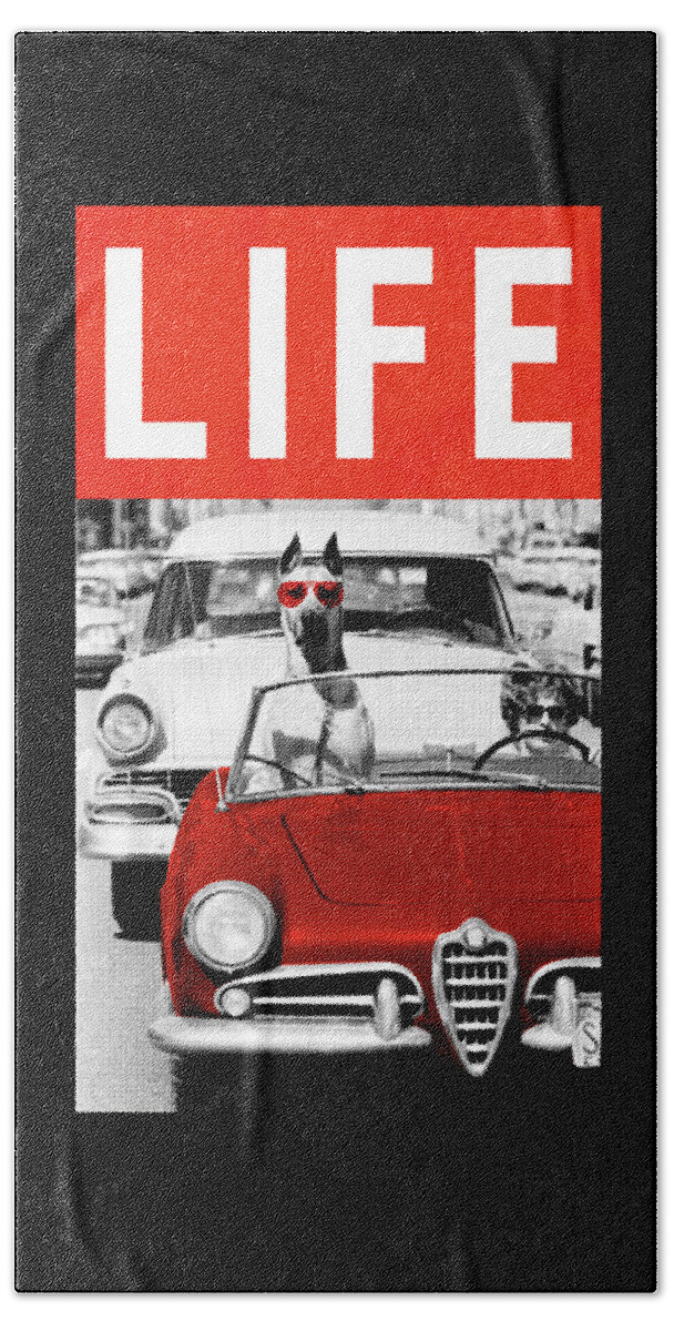 Dog Beach Towel featuring the photograph Dog Riding in a Convertible by LIFE Picture Collection