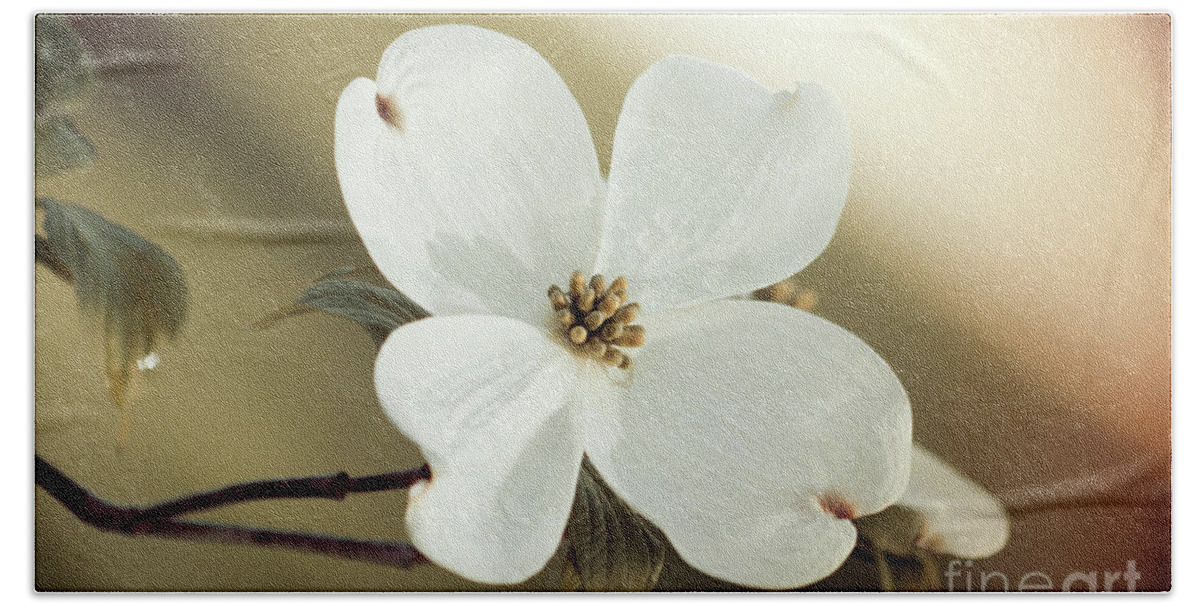 Dogwood; Dogwood Blossom; Blossom; Flower; Vintage; Macro; Close Up; Petals; Green; White; Calm; Horizontal; Leaves; Tree; Branches Beach Towel featuring the photograph Dogwood in Autumn Hues by Tina Uihlein