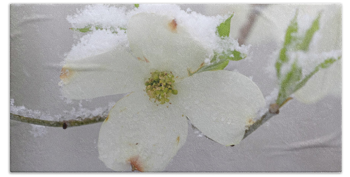 Dogwood Beach Towel featuring the photograph Dogwoods in Spring #2 by Mindy Musick King