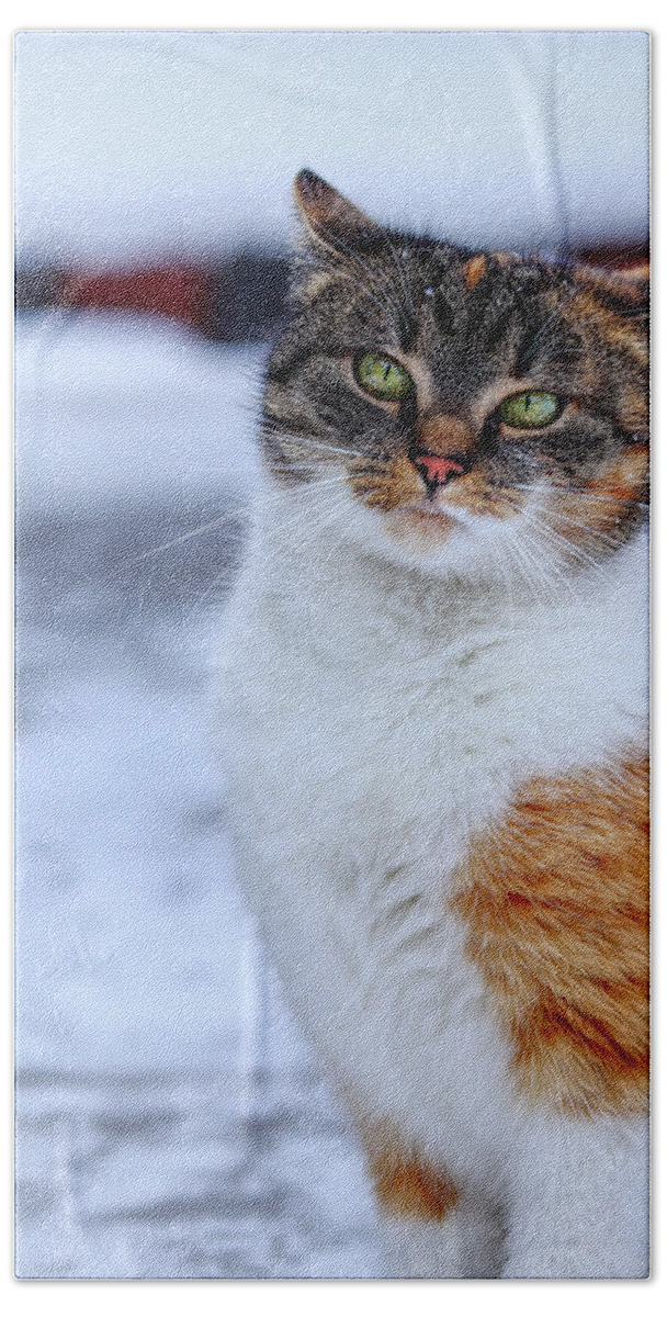 Liza Beach Towel featuring the photograph Domestic self-important kitten standing in snow. Arrogant cat face look at camera. Snooty face. Look like a boss. Felis catus show us whole her beauty by Vaclav Sonnek