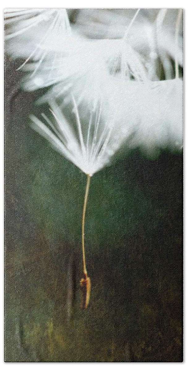 Don't Let Me Fall Beach Towel featuring the photograph Don't let me fall - Dandelion Art #2 by Marianna Mills