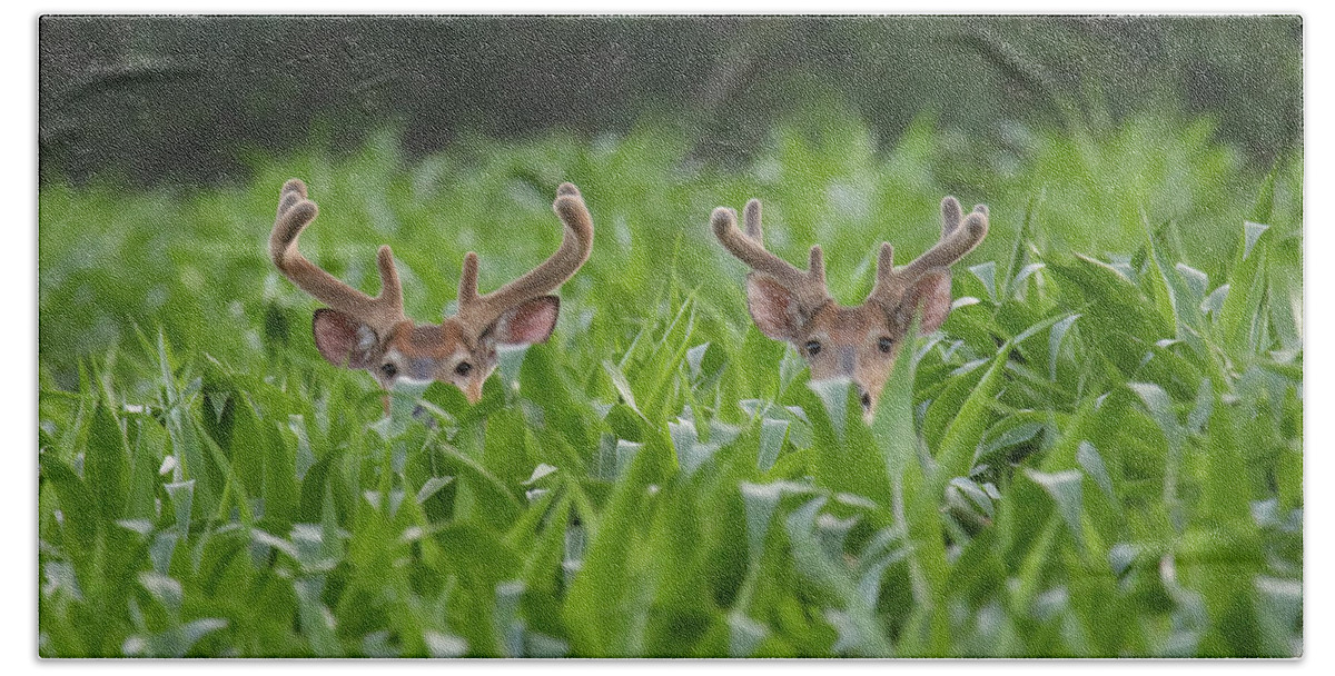 Whitetail Deer Beach Towel featuring the photograph Double Bucks by Brook Burling