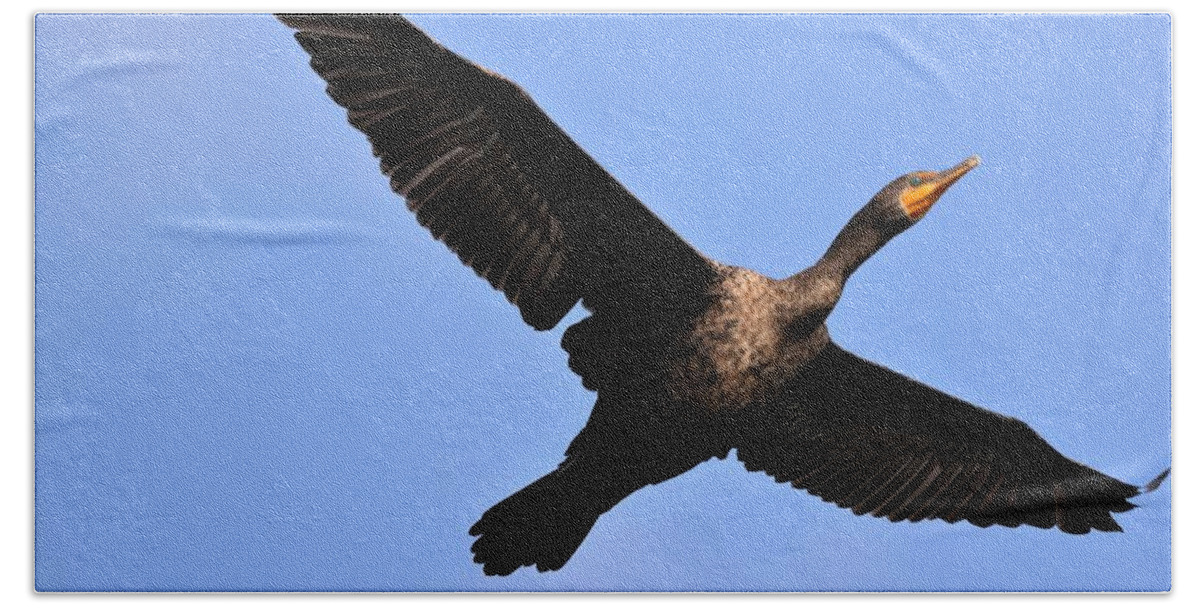 Bird Beach Towel featuring the photograph Double Crested Cormorant in Flight by Mingming Jiang