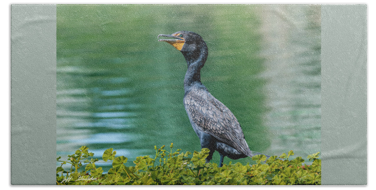 Adult Beach Towel featuring the photograph Double-Crested Cormorant by Jeff Goulden