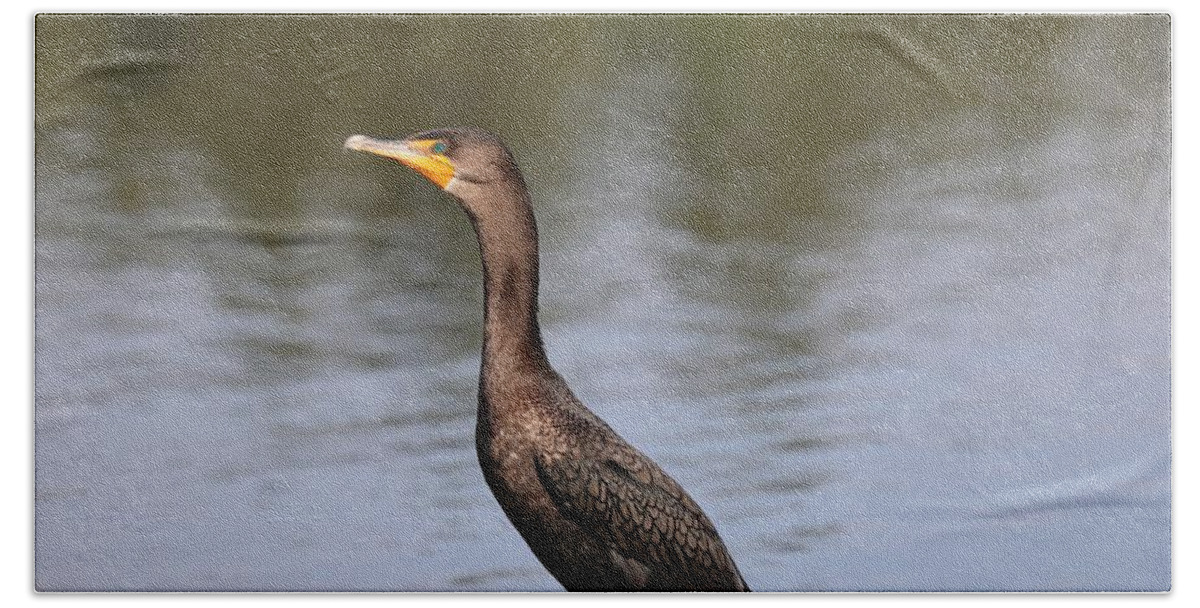 Bird Beach Towel featuring the photograph Double Crested Cormorant by Mingming Jiang