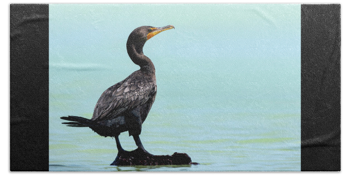 Carbo Beach Towel featuring the photograph Double-crested cormorant - Phalacrocorax auritus by Olivier Parent