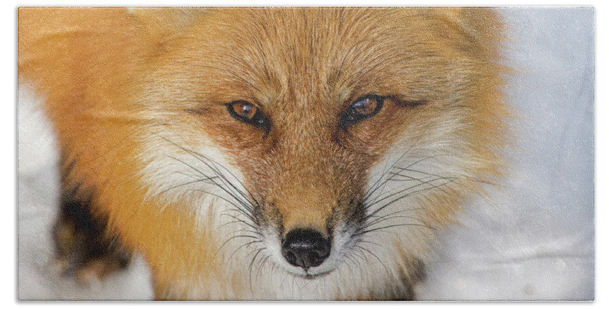Red Fox Beach Towel featuring the photograph Down Here by Tony Beck