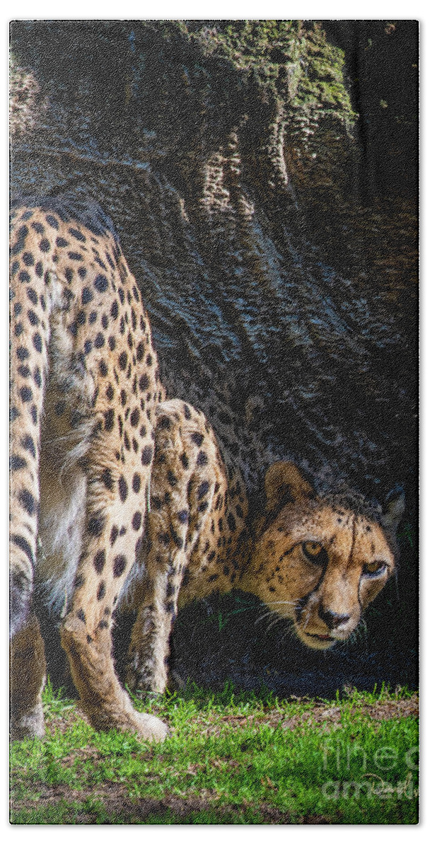 Animals Beach Towel featuring the photograph Down-low Cheetah by David Levin
