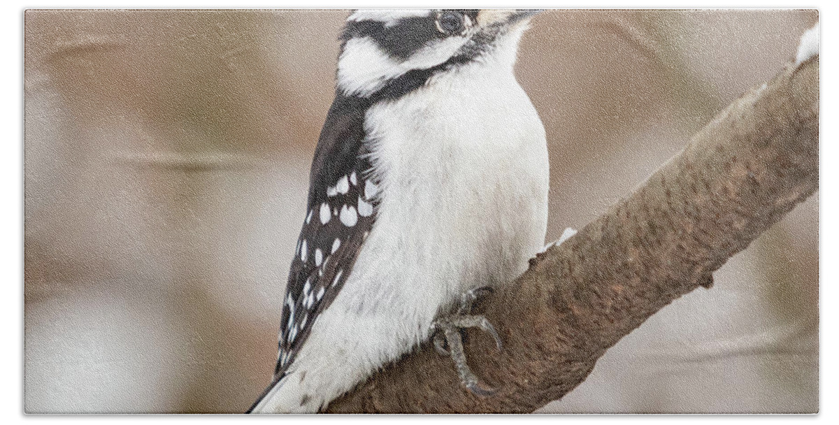 Downy Woodpecker Beach Towel featuring the photograph Downy in the Snow II by Alyssa Tumale