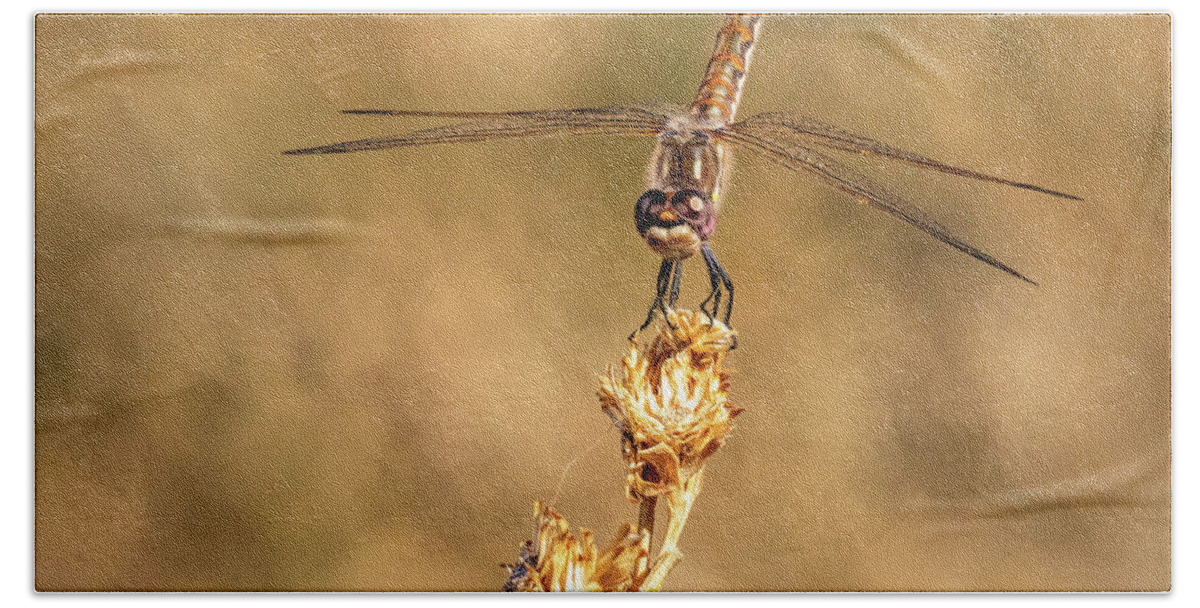 Dragonfly Beach Towel featuring the photograph Dragonfly 2 by James Sage