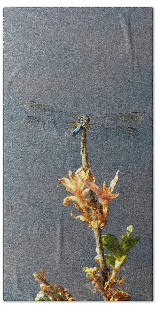 Dragonfly Beach Towel featuring the photograph Dragonfly #2 by Matthew Adelman