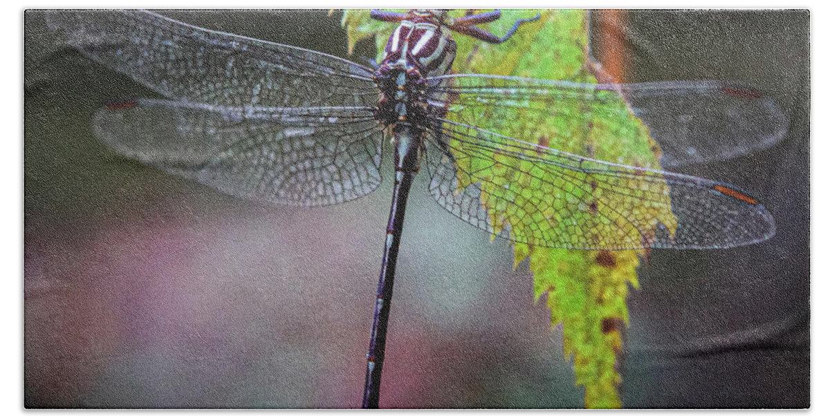Dragonfly Beach Towel featuring the photograph Dragonfly on a Leaf by David Morehead