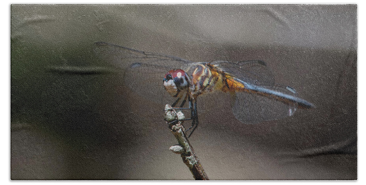 Dragonfly Beach Sheet featuring the photograph Dragonfly On A Twig by Phil And Karen Rispin