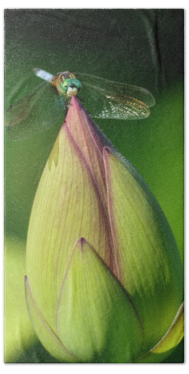 Lotus Beach Towel featuring the photograph Dragonfly on lotus bud by Buddy Scott