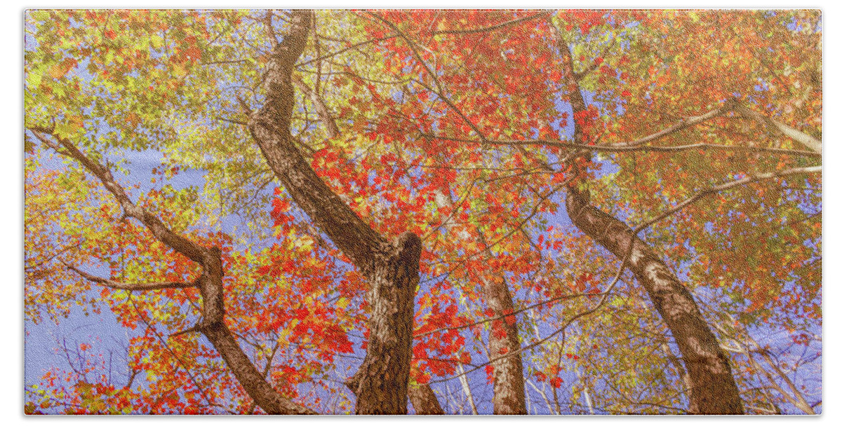 Fall Beach Towel featuring the photograph Dramatic Autumn Trees by Auden Johnson