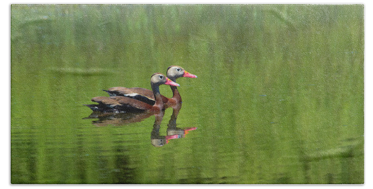 Black Beach Towel featuring the photograph Black Bellied Whistling Duck by Keith Lovejoy
