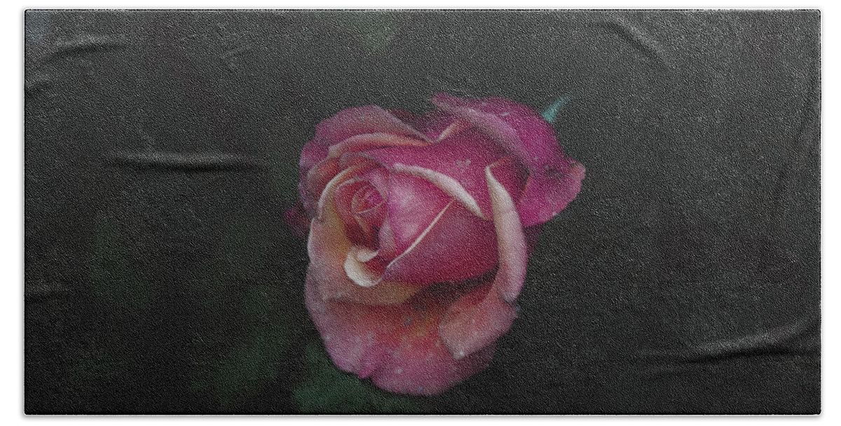 Pink Rose Rose Petals Beach Towel featuring the photograph Dying Love by Abigail Diane Photography