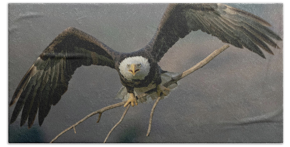 Bald Eagle Beach Towel featuring the photograph Eagle Nest Building by Beth Sargent