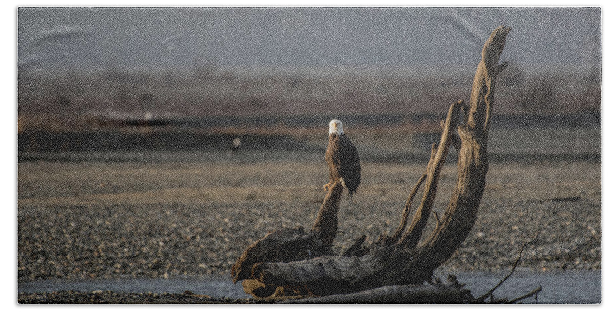Eagle Beach Towel featuring the photograph Eagle on Tree by David Kirby
