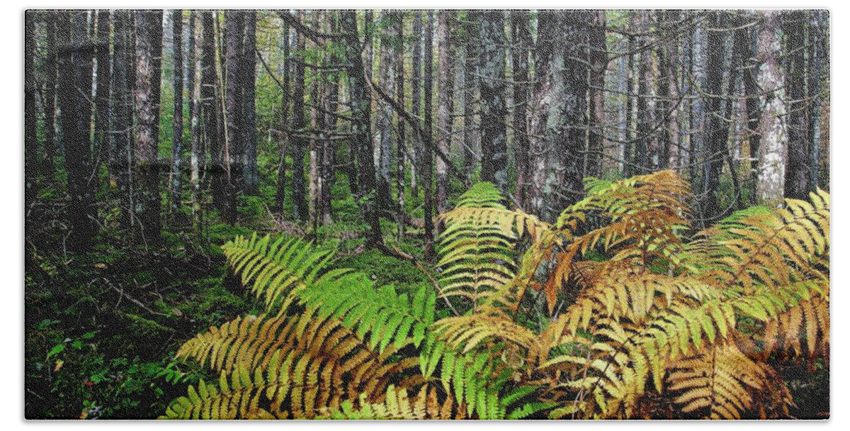 Nature Beach Towel featuring the photograph Early Fall Ferns on the Trail by Ronald Lutz