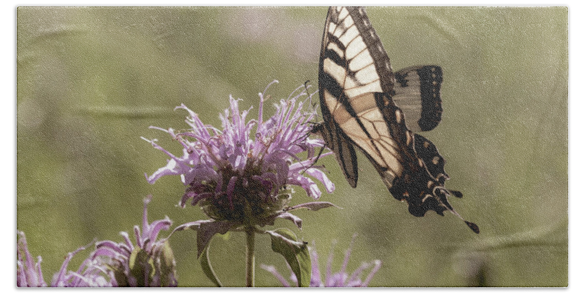 Animals Beach Towel featuring the photograph Eastern Tiger Swallowtail Butterfly at Dusk by Amelia Pearn