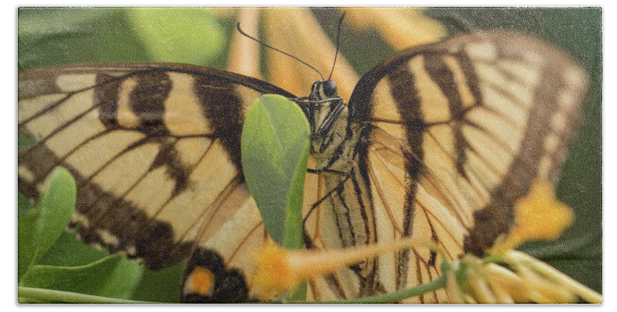 Eastern Beach Towel featuring the photograph Eastern Tiger Swallowtail in the Honeysuckle by Liza Eckardt