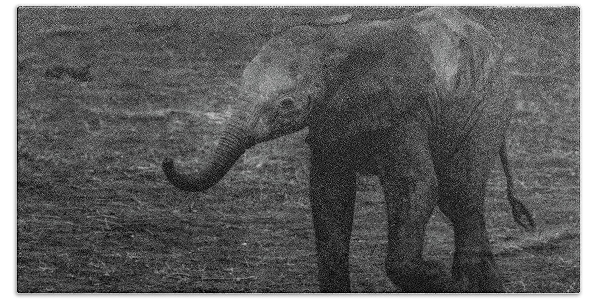 Elephant Beach Towel featuring the photograph Elephant in Black and White by MaryJane Sesto