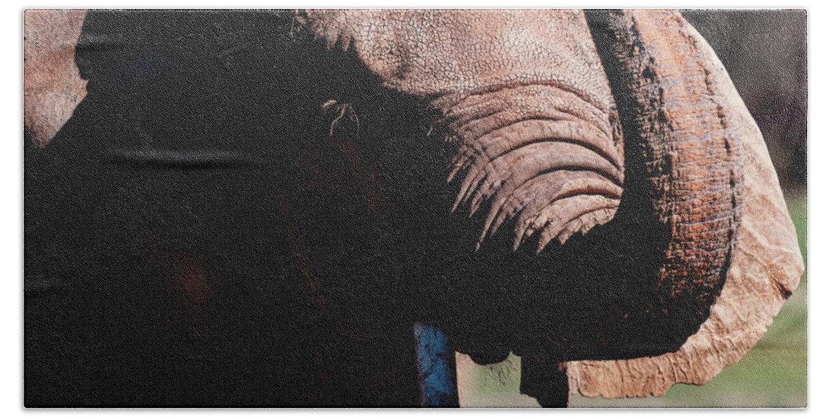Elephant Portrait Beach Towel featuring the photograph Elephant Portrait 001 by Flees Photos