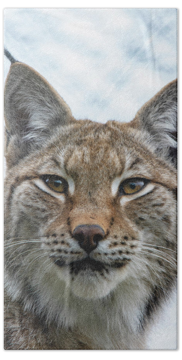 Lynx Beach Towel featuring the photograph Eurasian Lynx portrait by Gareth Parkes