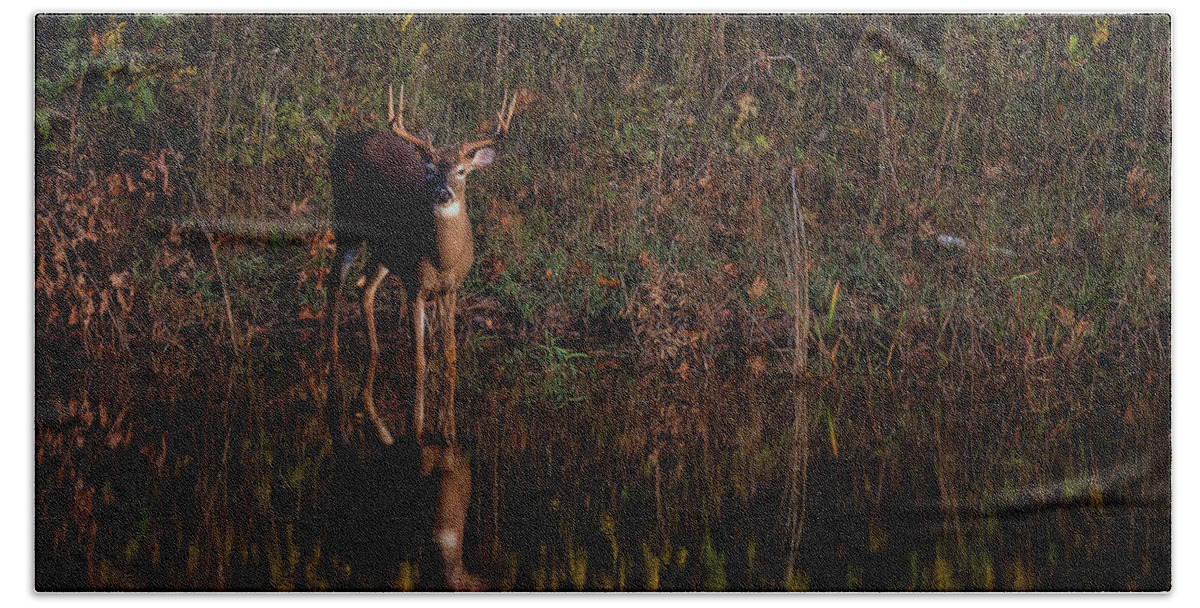 Nature Beach Towel featuring the photograph Evening Buck by Linda Shannon Morgan